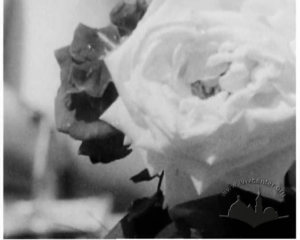 Ірина, розповідає про дружні стосунки в колективі